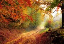 Jak opracować ścieżkę kariery?